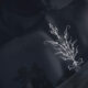 Nightflowers